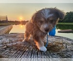 Puppy 3 Miniature Australian Shepherd-Poodle (Toy) Mix