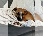 Small American Pit Bull Terrier Mix