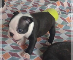 Boston Terrier Puppy for sale in PRATTVILLE, AL, USA