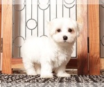 Small #2 Maltese
