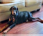 Small Photo #1 Doberman Pinscher Puppy For Sale in CLEARWATER, FL, USA