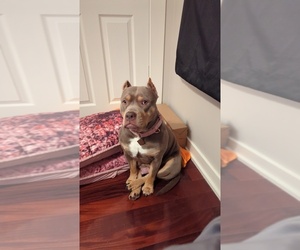 American Bully Puppy for sale in NEW ALBANY, IN, USA