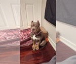 Small American Bully