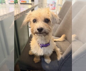 Mutt Dogs for adoption in Arlington, VA, USA