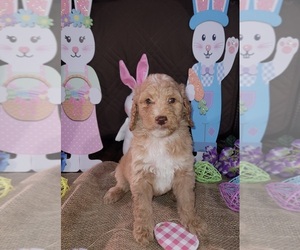 Goldendoodle Puppy for sale in UNION, KY, USA