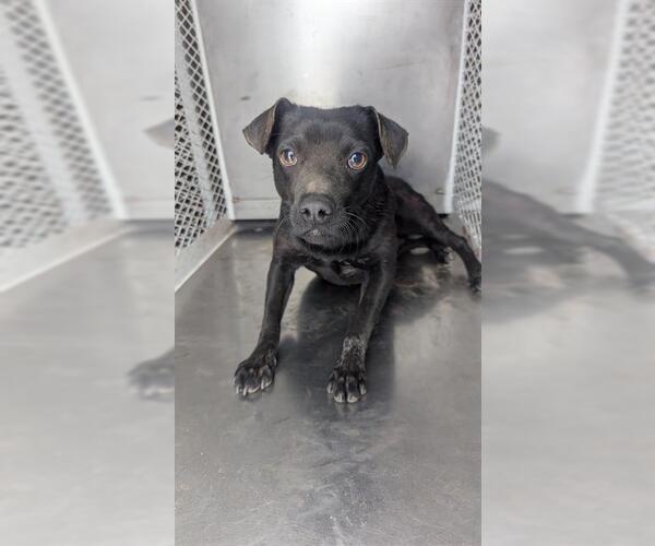 Medium Photo #1 Mutt Puppy For Sale in Bakersfield, CA, USA