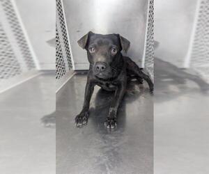 Mutt Dogs for adoption in Bakersfield, CA, USA