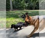 Small Photo #1 German Shepherd Dog Puppy For Sale in CHARLOTTE, NC, USA