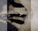 Small Photo #28 Labrador Retriever Puppy For Sale in ATHOL, MA, USA