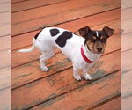 Small #2 Rat Terrier