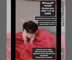 Poodle (Toy)-Zuchon Mix Puppy for sale in TUCSON, AZ, USA