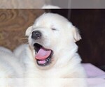 Small #2 Labrador Retriever-Samoyed Mix