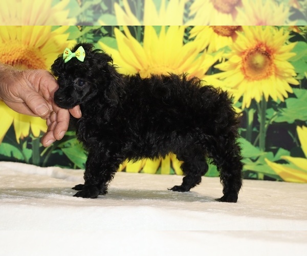 Medium Photo #14 Poodle (Toy) Puppy For Sale in DYERSBURG, TN, USA