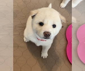 Shiba Inu Puppy for sale in HAMPTON, VA, USA