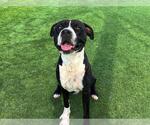 Small American Pit Bull Terrier Mix