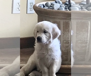 English Cream Golden Retriever Puppy for sale in ALPINE, CA, USA