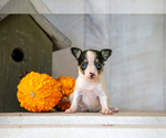 Puppy Fern Fox Terrier (Toy)