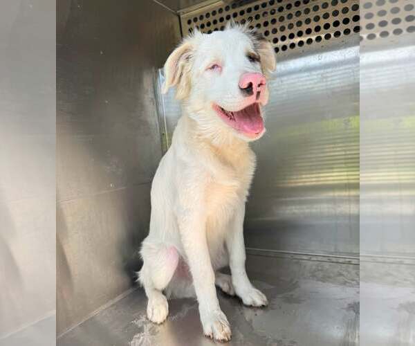 Medium Photo #1 Australian Shepherd-Unknown Mix Puppy For Sale in Rowlett, TX, USA