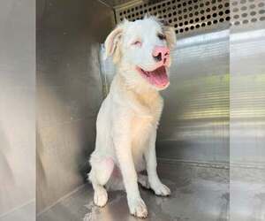 Australian Shepherd-Unknown Mix Dogs for adoption in Rowlett, TX, USA