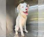 Small Australian Shepherd Mix