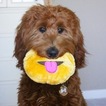 Small Photo #15 Goldendoodle Puppy For Sale in WOLCOTT, IN, USA