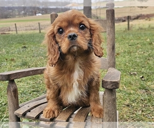 Cavalier King Charles Spaniel Puppy for sale in PROVIDENCE, RI, USA