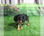 Small #14 Cavalier King Charles Spaniel