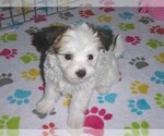 Small Photo #10 Papitese Puppy For Sale in ORO VALLEY, AZ, USA