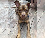 Small #9 American Staffordshire Terrier-Boston Terrier Mix