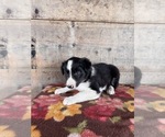 Small #5 Border Collie