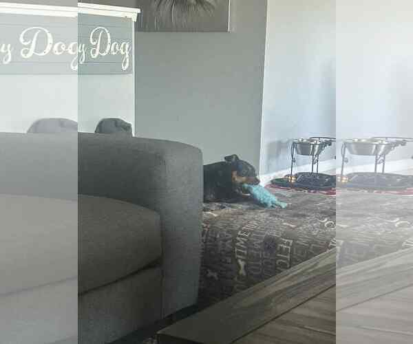Medium Photo #4 Chiweenie Puppy For Sale in Escondido, CA, USA