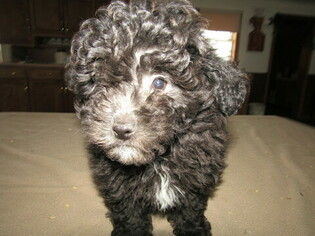 Poodle (Miniature) Puppy for sale in HUDSON, MI, USA