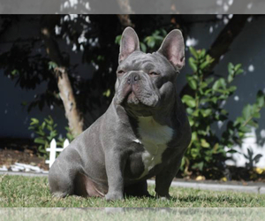 Father of the French Bulldog puppies born on 06/30/2022