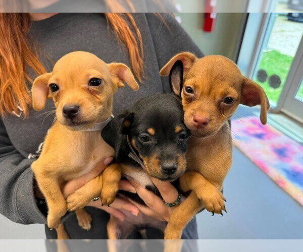 Medium Photo #3 Chihuahua-Unknown Mix Puppy For Sale in Lakewood, CO, USA