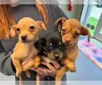 Small #2 Chihuahua Mix
