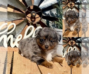 Miniature Australian Shepherd Puppy for sale in BROOKER, FL, USA