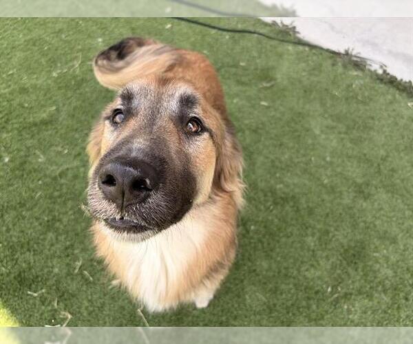 Medium Photo #1 German Shepherd Dog-Unknown Mix Puppy For Sale in Grand Prairie, TX, USA