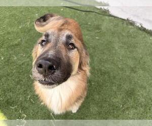 German Shepherd Dog-Unknown Mix Dogs for adoption in Grand Prairie, TX, USA