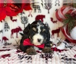 Small Photo #4 Bernedoodle Puppy For Sale in LANCASTER, PA, USA