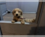 Small Photo #15 Goldendoodle (Miniature) Puppy For Sale in RALEIGH, NC, USA