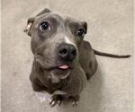 Small American Pit Bull Terrier