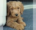 Small Photo #1 Goldendoodle Puppy For Sale in EPHRATA, PA, USA