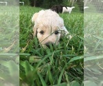 Small Photo #7 Goldendoodle Puppy For Sale in TERRY, MS, USA
