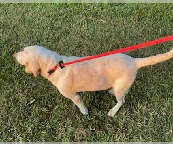 Medium Photo #7 Beagle Puppy For Sale in Dunnellon, FL, USA