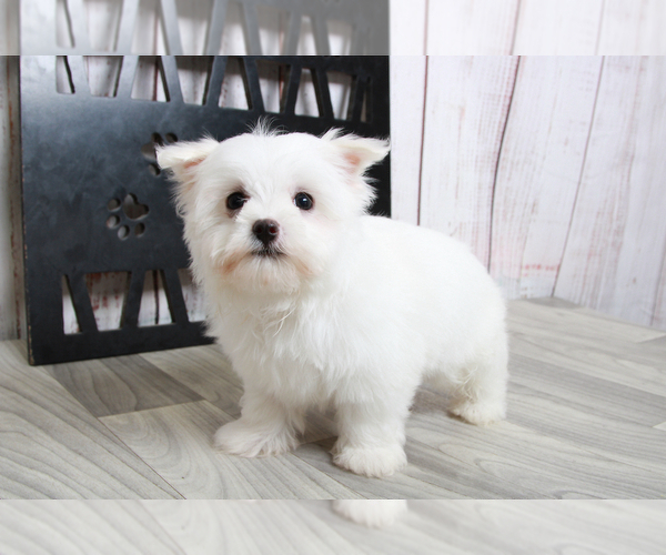 Medium Photo #1 Maltese Puppy For Sale in MARIETTA, GA, USA