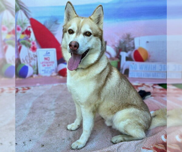 Medium Photo #3 Siberian Husky Puppy For Sale in Long Beach, CA, USA