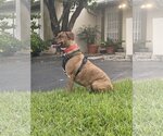 Small Photo #3 Boxer-Plott Hound Mix Puppy For Sale in Miami, FL, USA