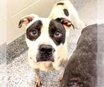 Small #1 Staffordshire Bull Terrier Mix