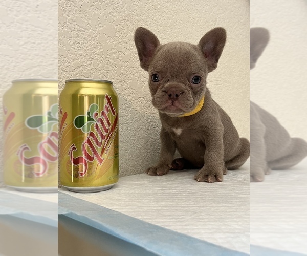 Medium Photo #5 French Bulldog Puppy For Sale in CERES, CA, USA