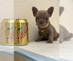 Small Photo #5 French Bulldog Puppy For Sale in CERES, CA, USA